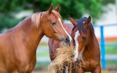 7 alapvető takarmányozási tipp a gyomorfekélyes lovak számára